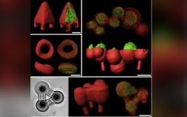 3D-printed bacteria may unlock disease secrets - Fox News